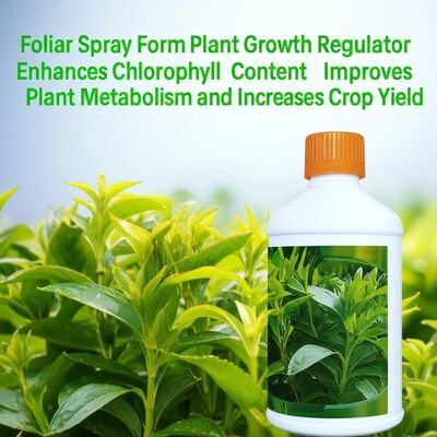 Foliar Spray Form Plant Growth Regulator Enhances Chlorophyll Content Improves Plant Metabolism and Increases Crop Yield