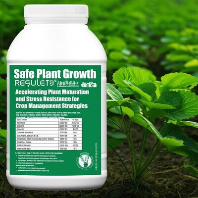 Safe Plant Growth Regulator Accelerating Plant Maturation and Stress Resistance for Optimized Crop Management Strategies